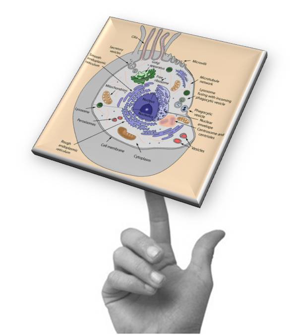 Balancing Cell